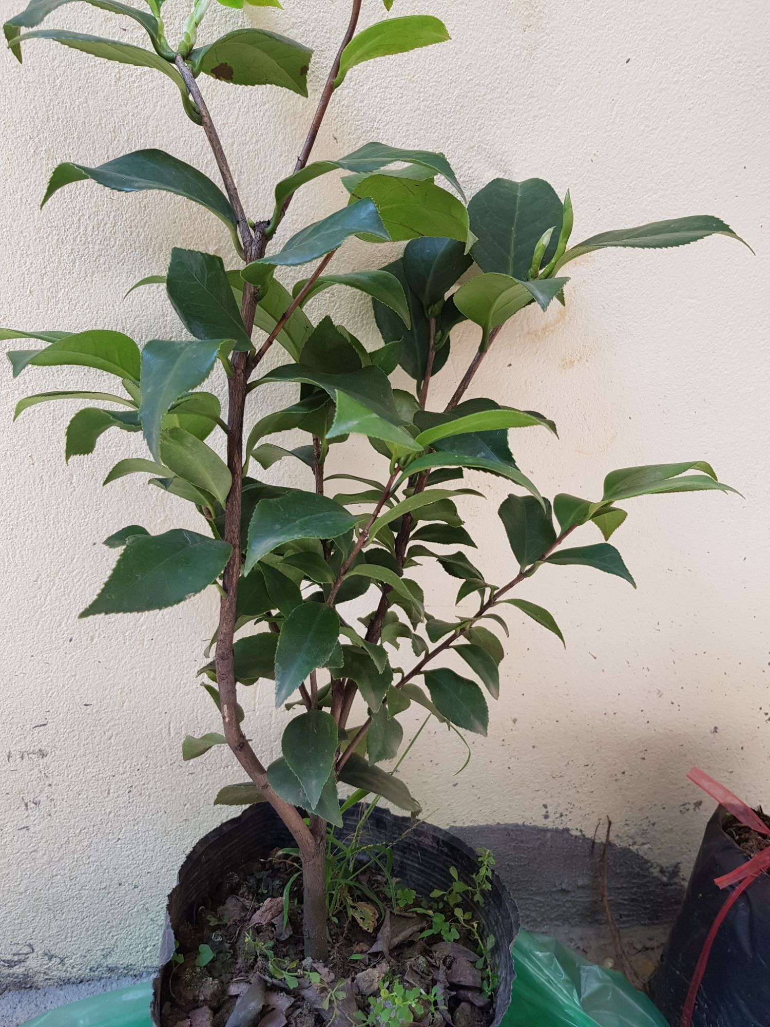 Cây Giống Hoa Trà My Tứ Quý