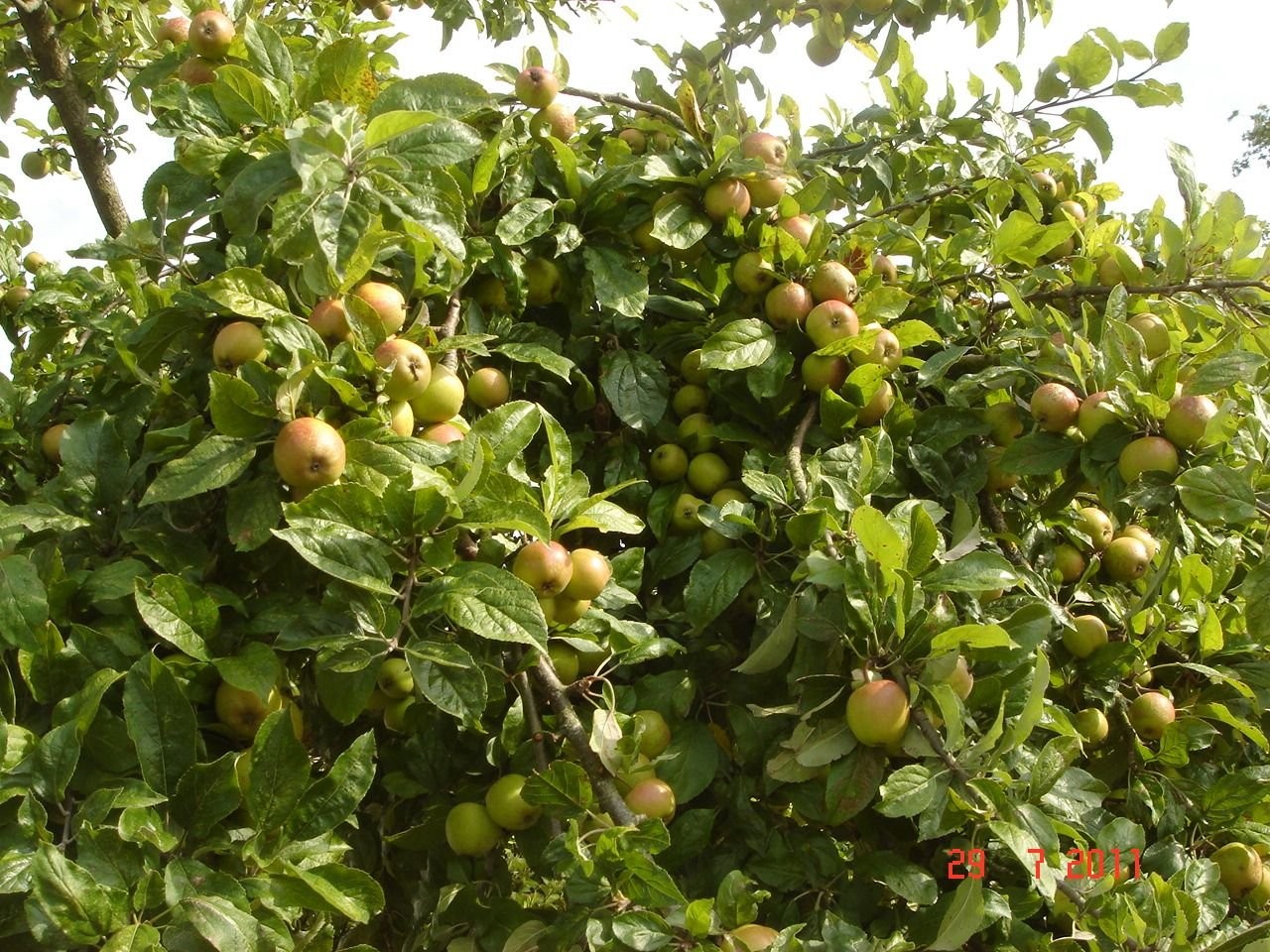 cây táo mèo giống