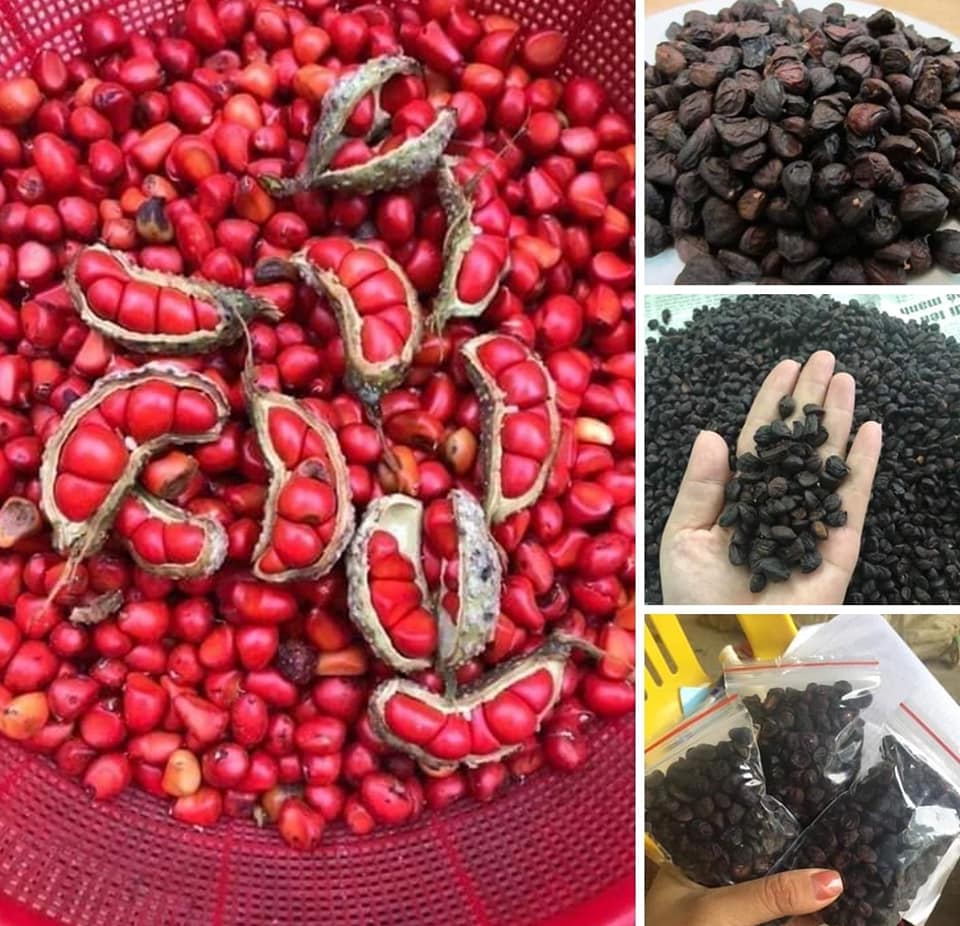 Hạt dổi nếp - Rừng tây bắc (50gr)