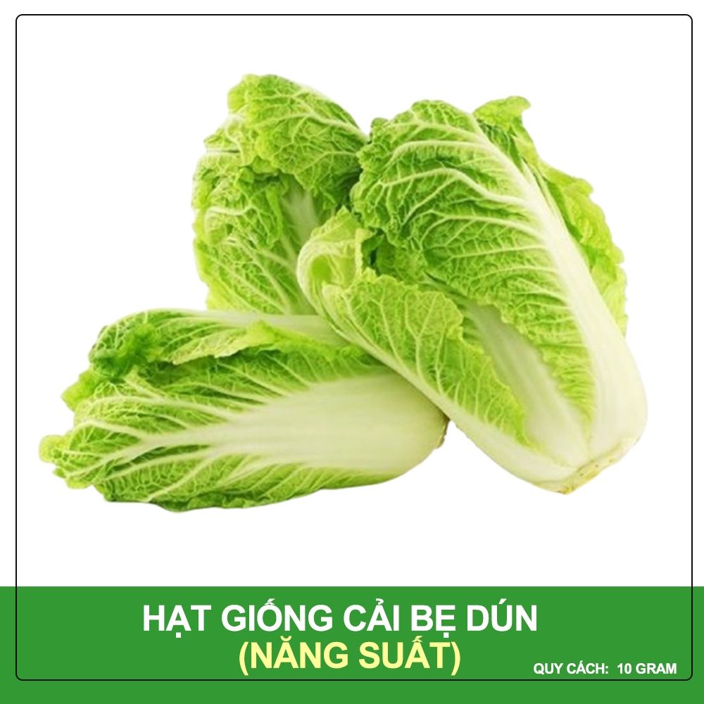 Hạt Giống Cải Bẹ Dún  Sen Vàng Gói 10Gram