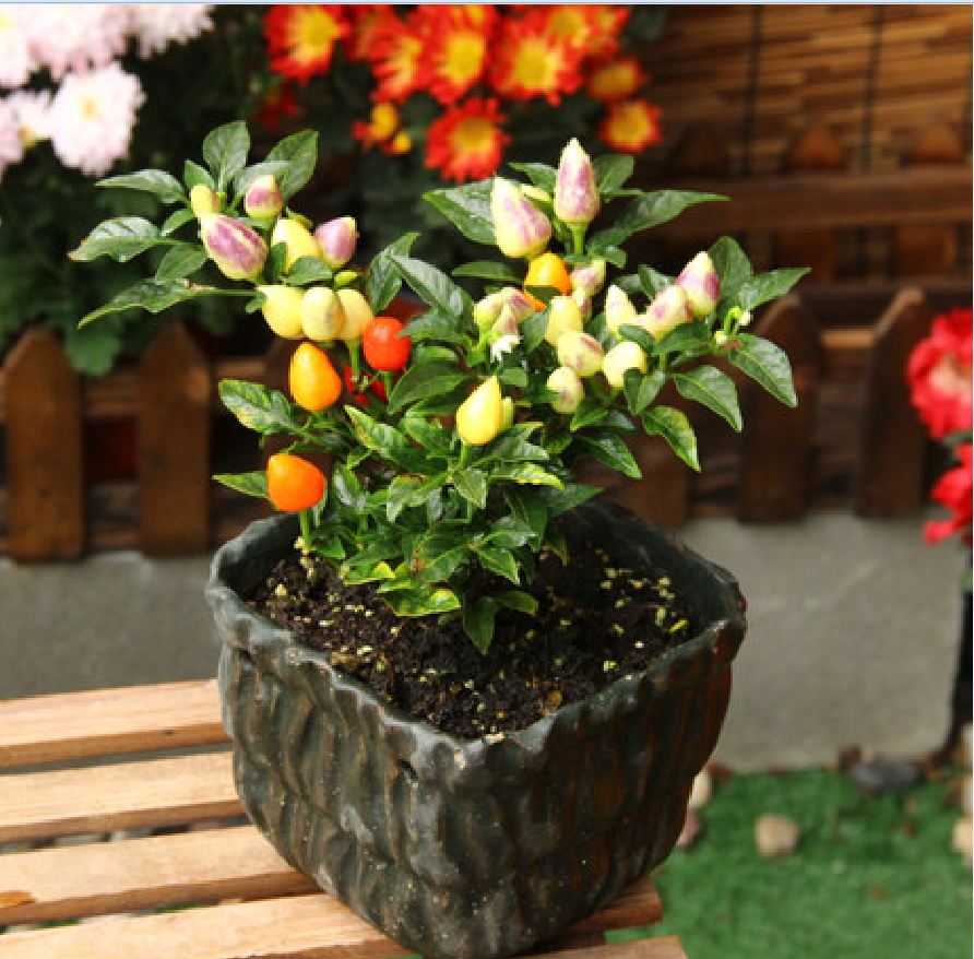 Hạt giống ớt đào tiên ( ớt bàn đào ) - gói 20 hạt