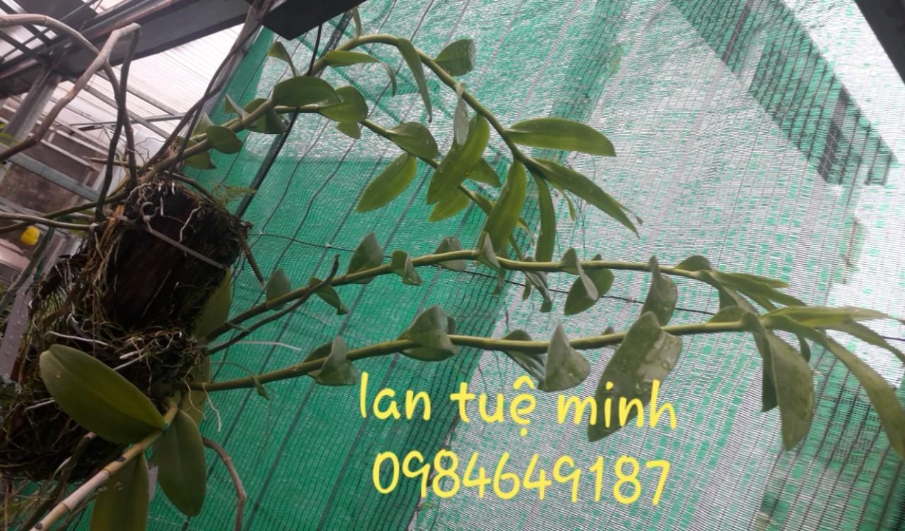 [hỗ trợ vc] hoocmon sinh trưởng, phân bón lan Superthrive 50ml