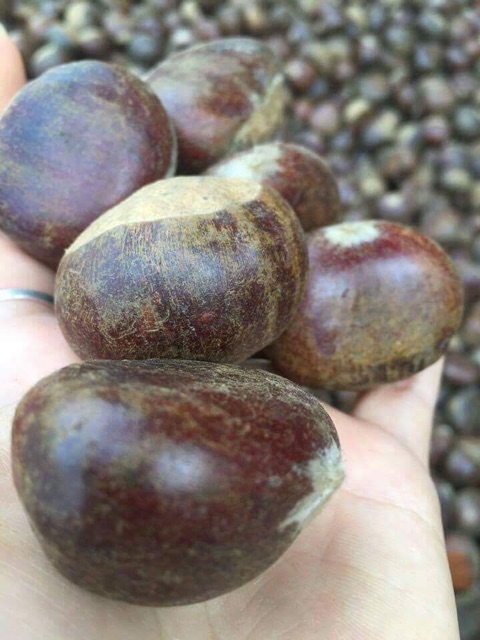 1kg hạt dẻ nếp tươi sapa ( hạt to)