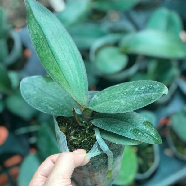 COMBO 03 CÂY GIỐNG LAN HỒ ĐIỆP