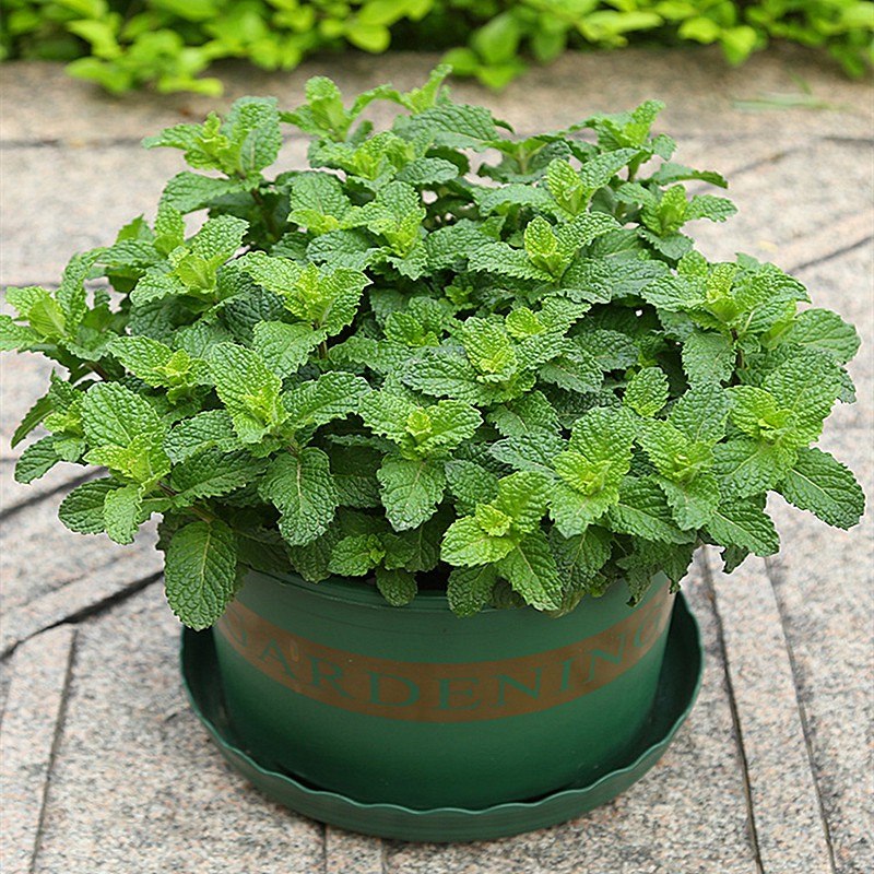 HẠT GIỐNG BẠC HÀ XANH KNOWN YOU SEED