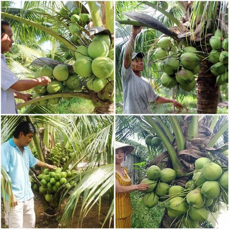 Cây Dừa xiêm lùn Thái Lan siêu trái.