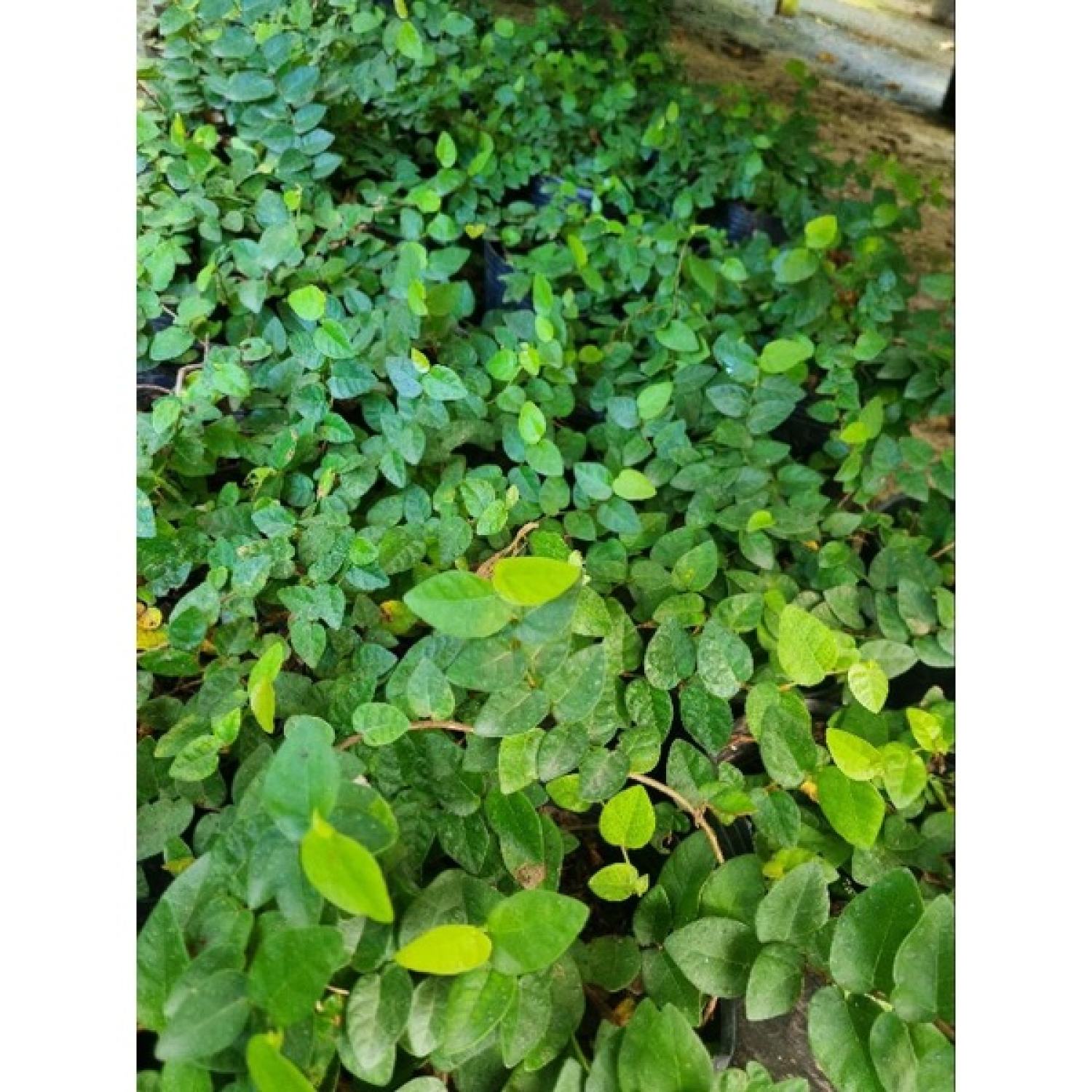 Cây thằn lằn (cây vảy ốc)