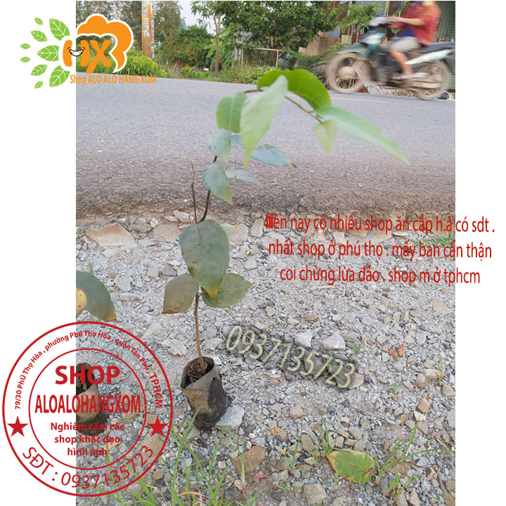 combo 5 cây sao đen -cây giống