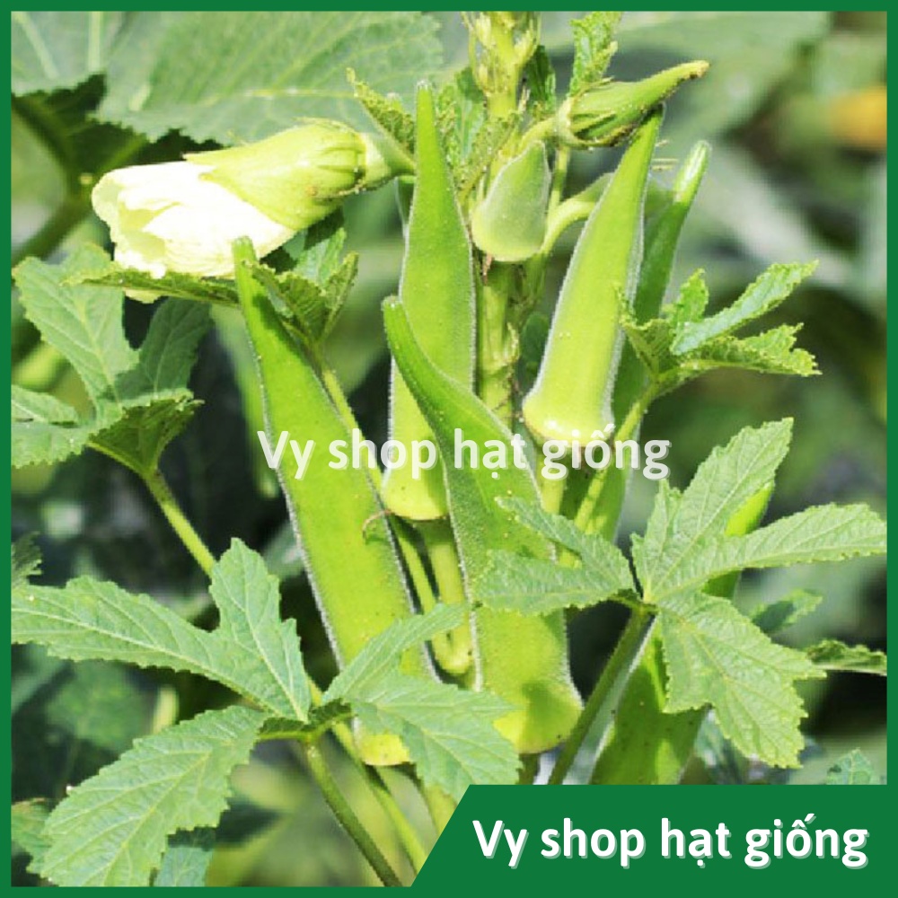 Hạt giống đậu bắp xanh Thái Lan gói 75 hạt