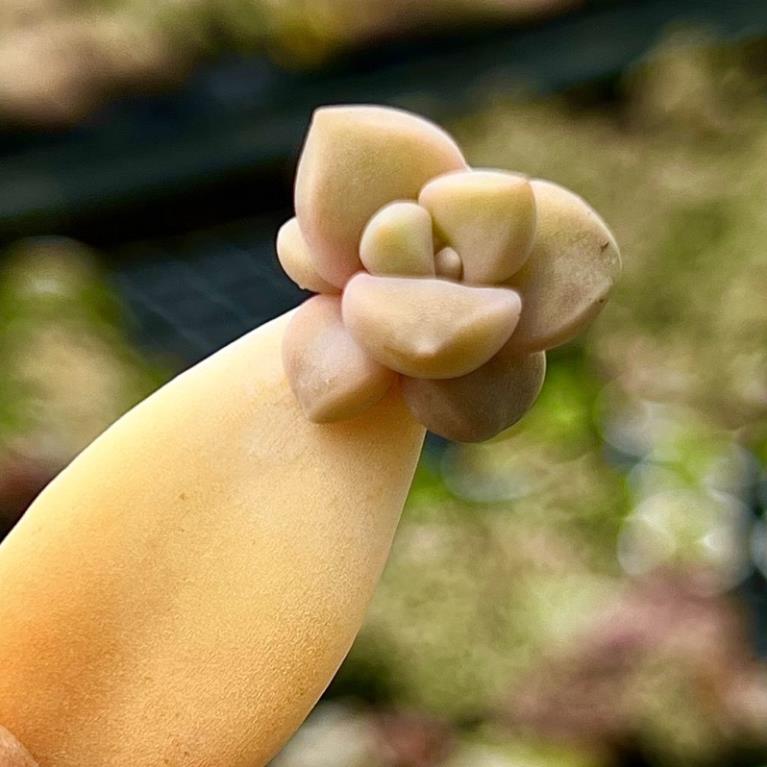 lá và mầm sen đá, ít nhất 80% đã lên mầm