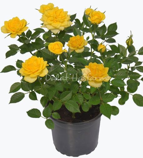 Dalat Hasfarm Chậu Hoa Hồng