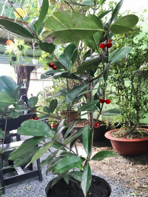 cây cherry chịu nhiệt, cây giống gửi đi nguyên bầu