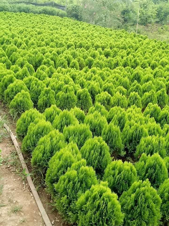 CÂY TRẮC BÁCH DIỆP