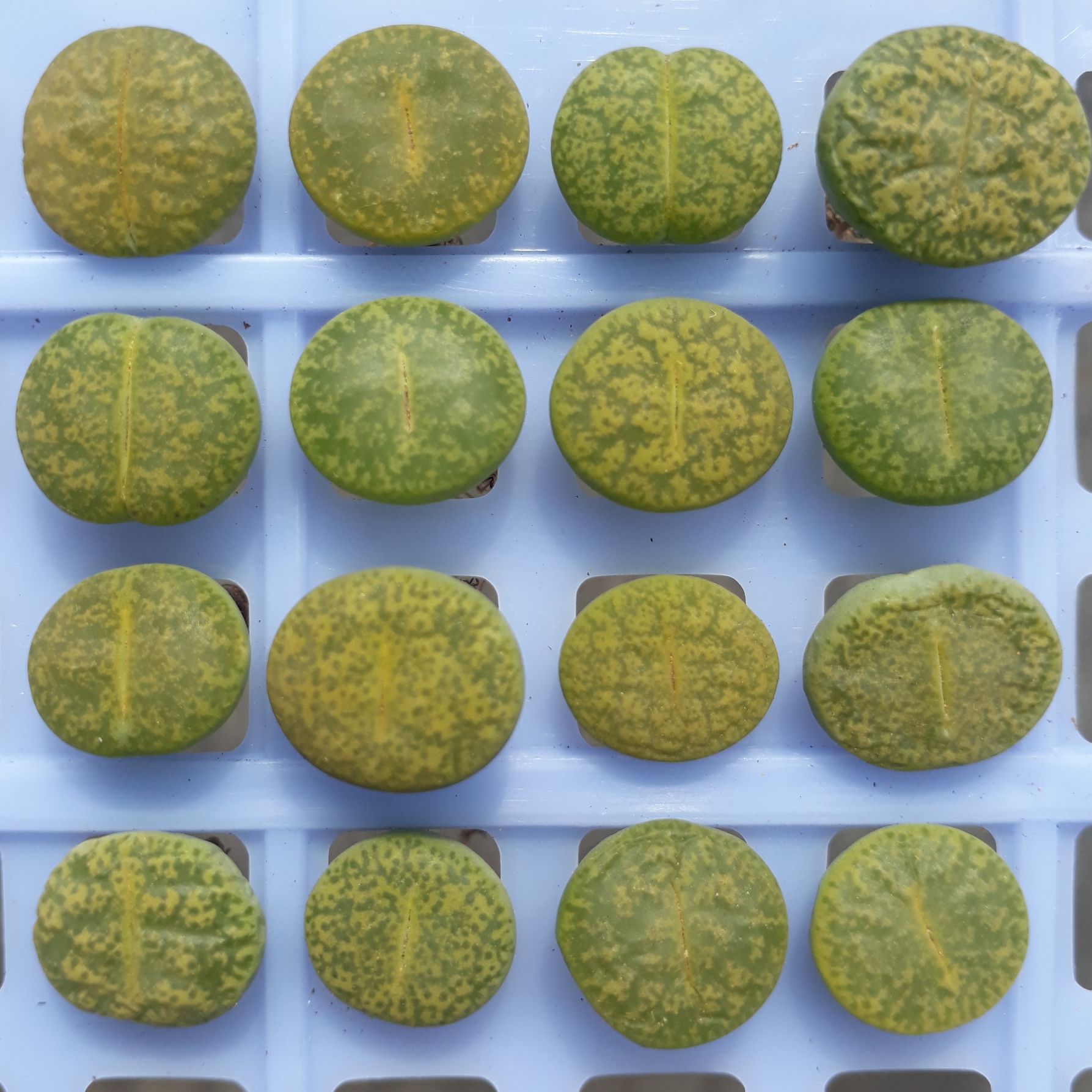 [HCM]Combo 10 Mông Xanh Dòng Albinica Size 1.2 - 1.5cm (Sen Mông/Lithops/Thạch Lan)