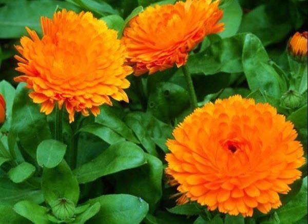 Hạt Giống Hoa Cúc ZINNIA Thấp Cây 50 hạt