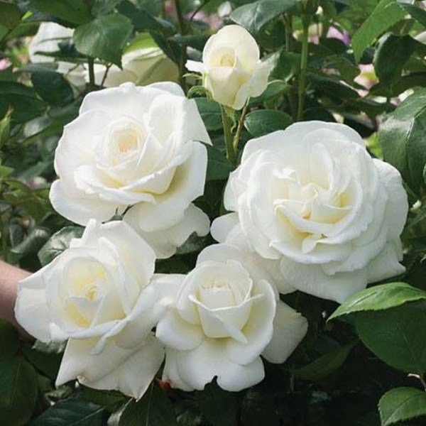 Hạt giống hoa hồng trắng ( bạch hồng ) - Gói 20 hạt