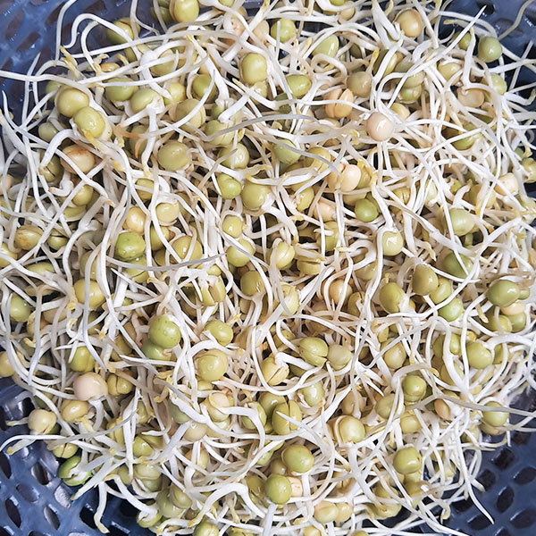 Hạt giống đậu Hà Lan túi 1 kg