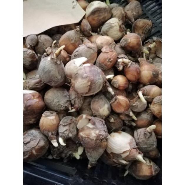 Củ giống hoa thủy tiên( củ nhỏ)