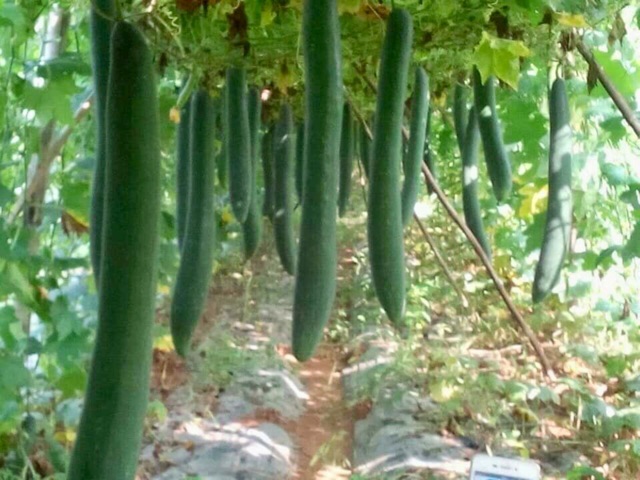 HẠT GIỐNG BÍ XANH(BÍ SẶT)