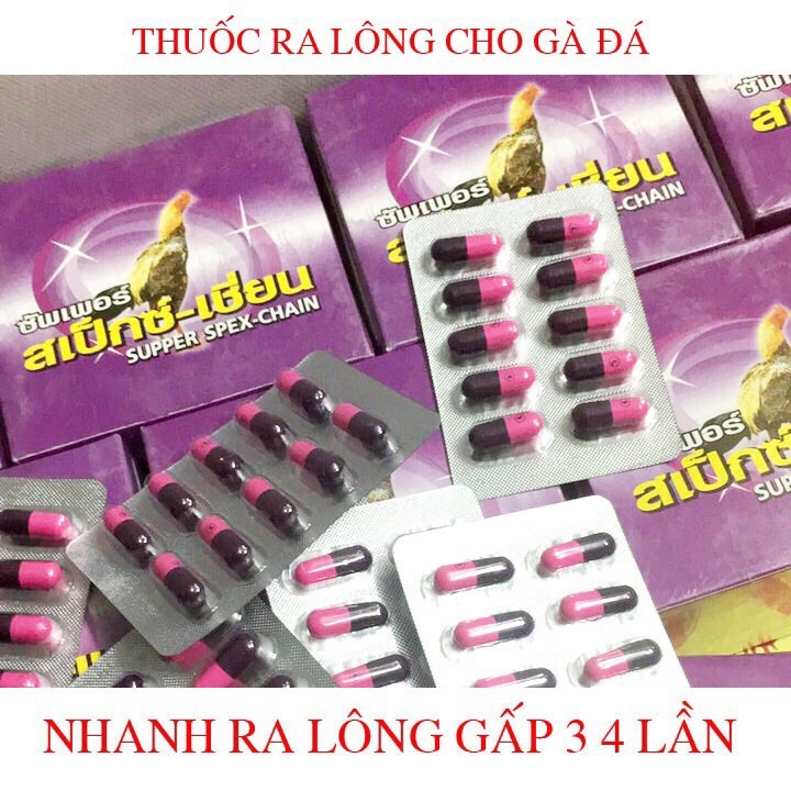 KÍCH LÔNG CHO GÀ CHỌI GÀ TRE - KÍCH LÔNG CHO GÀ - KÍCH MỌC LÔNG CHO GÀ