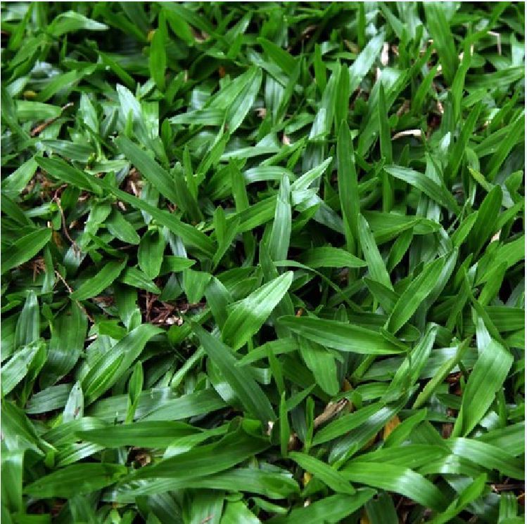 Hạt giống cỏ lá Gừng (cỏ lá Tre) - Gói 100 Hạt