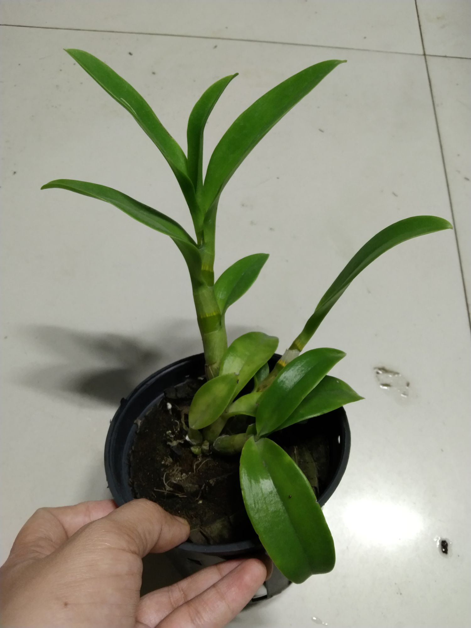 Hoa lan Denro nắng 3 vàng 3 đỏ hoa thơm