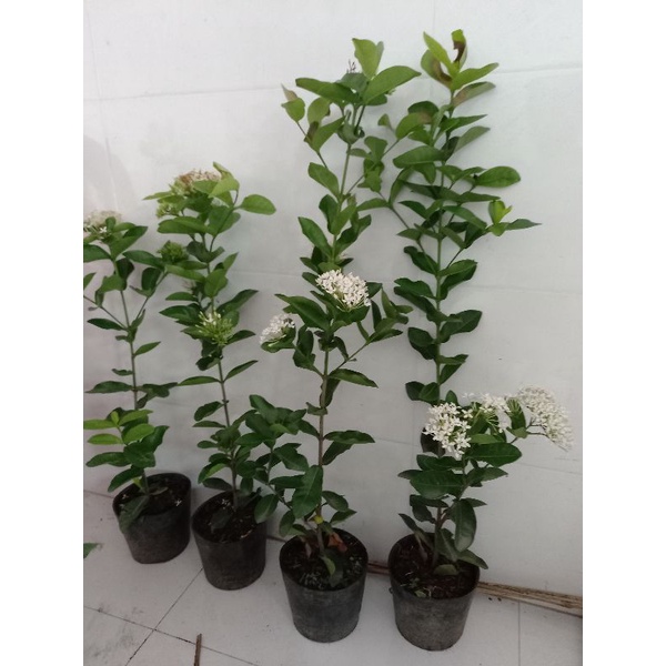 cây mẫu đơn trắng 1 cốt