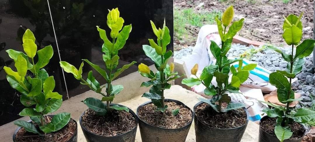 cây hoa mẫu đơn bông trang phụng hoàng lửa (giao cây cỡ như hình cuối)