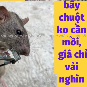[HÀNG ĐẸP GIÁ RẺ] Cạm 9cm Siêu Dính Chuột