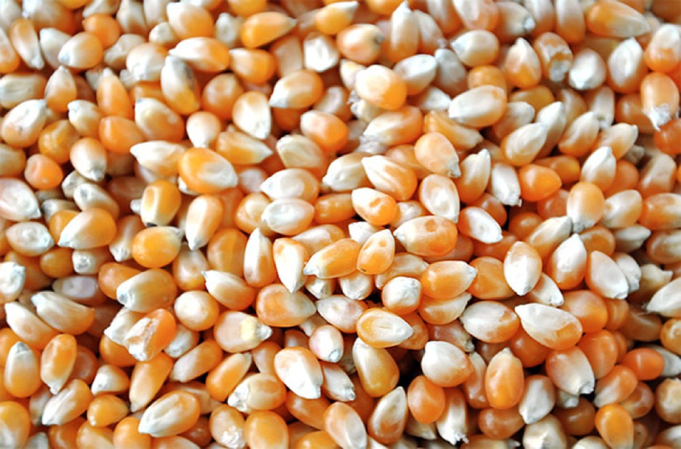 Bắp hạt làm bắp rang bơ