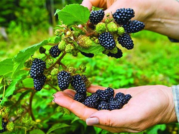 Hạt giống mâm xôi đen ( phúc bồn tử ) 30 hat