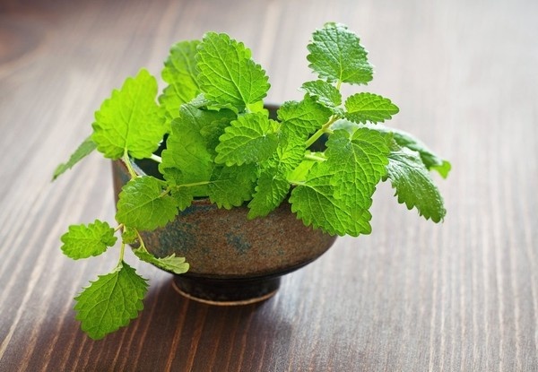 Hạt giống cây bạc hà (húng lủi, bạc hà âu) 100 hạt