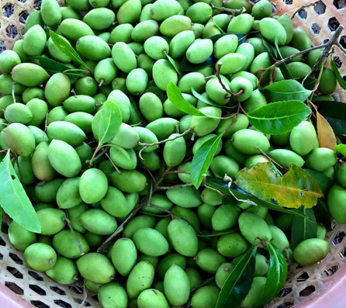 Cây TRÁM TRẮNG ghép, cây to khỏe, siêu sai quả giá trị kinh tế cao, chiều cao thân 1-1,5m