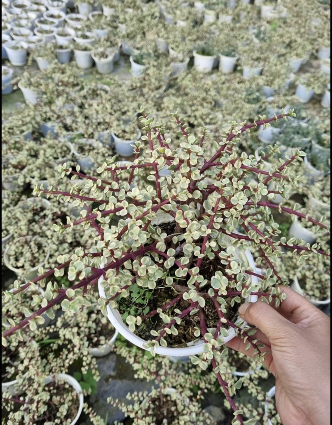 Châu cây sen đá Dolla hồng cẩm thạch bụi lớn