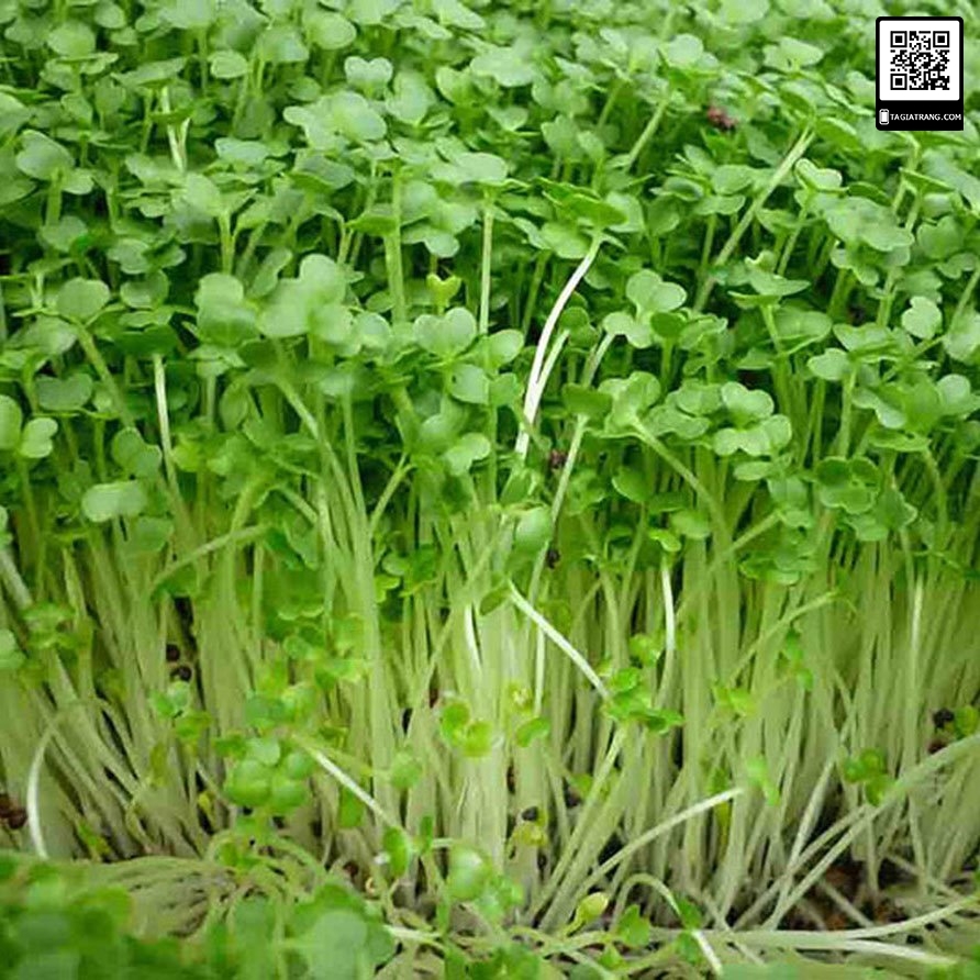 Hạt giống rau mầm rau muống, có vị ngọt mát và rất giòn, nhiều dinh dưỡng