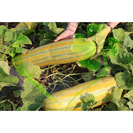 Hạt giống dưa gang trái dài - gói 5 gram