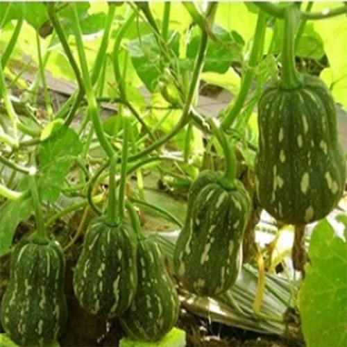 "Gói 10 Hạt " Hạt Giống Bí Đỏ Hạt Đậu F1