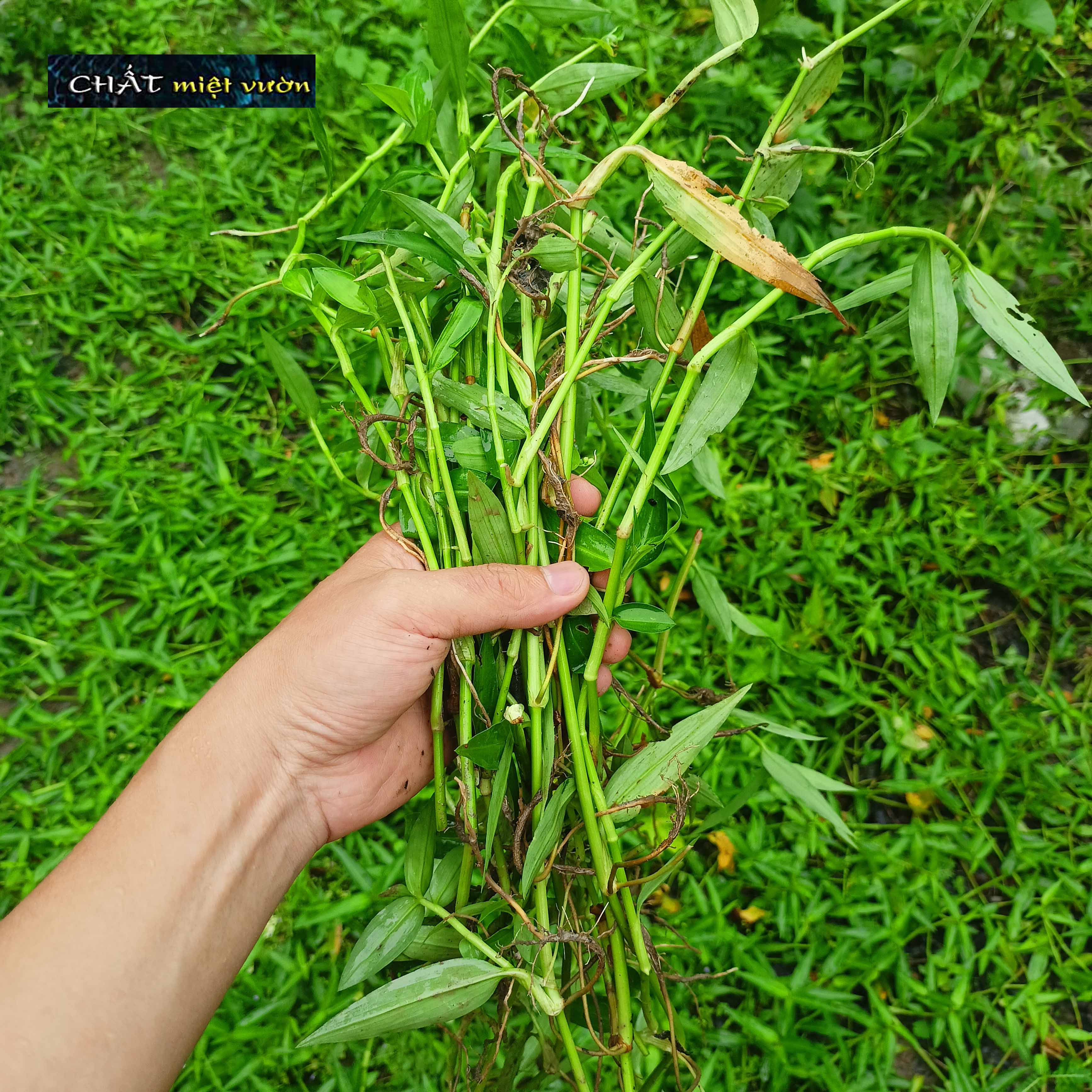 Cây Rau Trai giống - Thài lài trắng giống