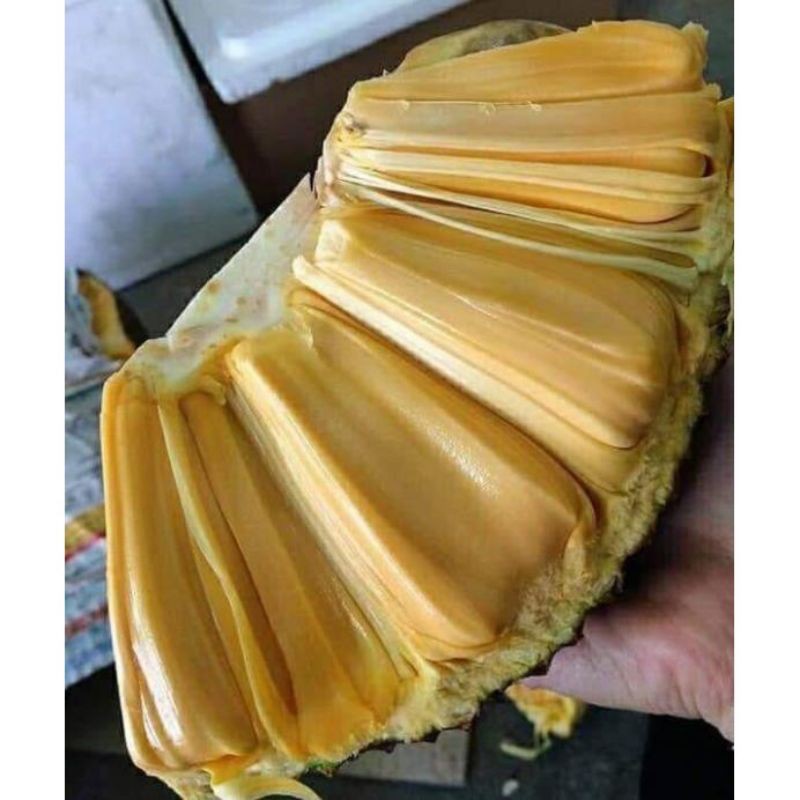 Cây mít nghệ