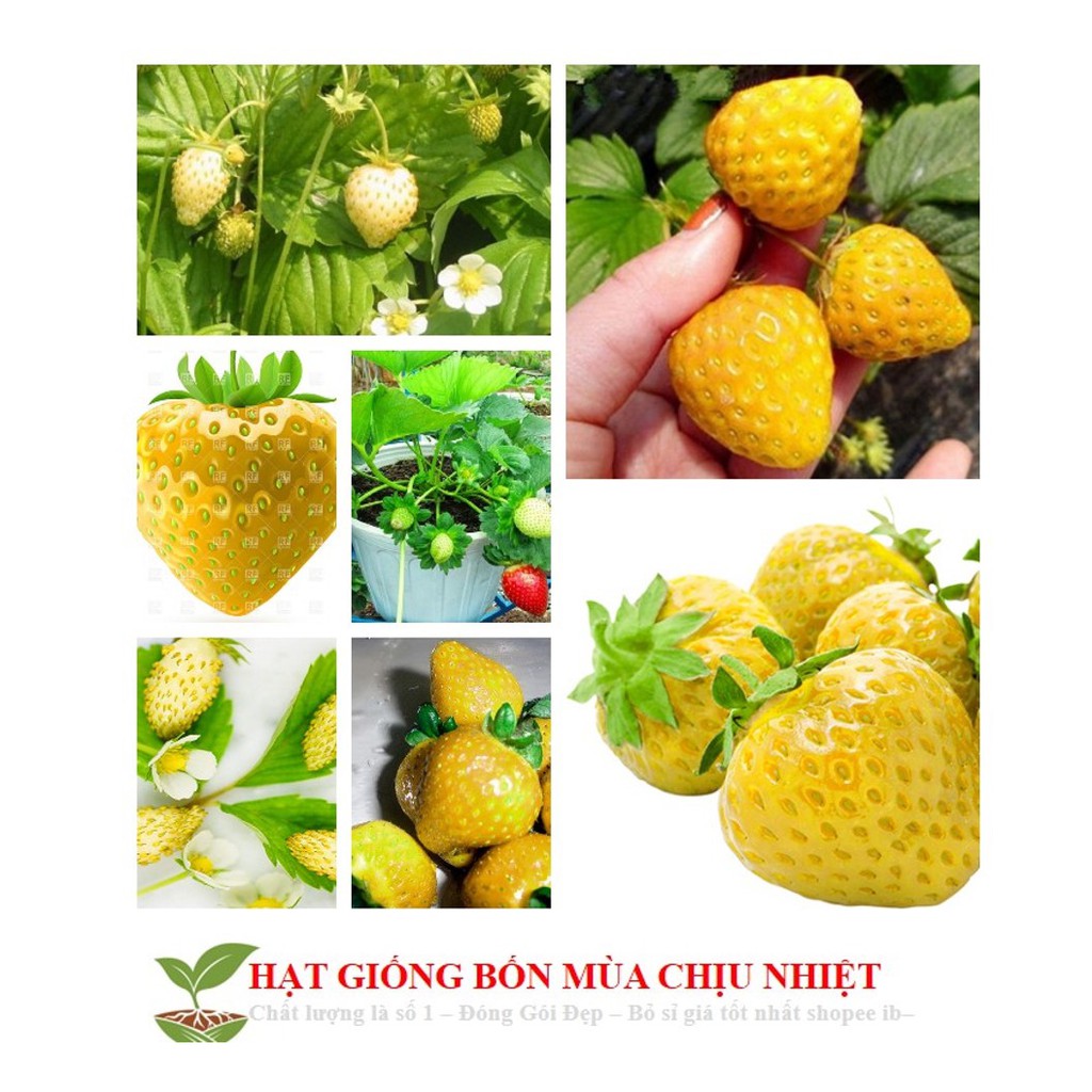 HG1D HẠT GIỐNG DÂU TÂY VÀNG 50H