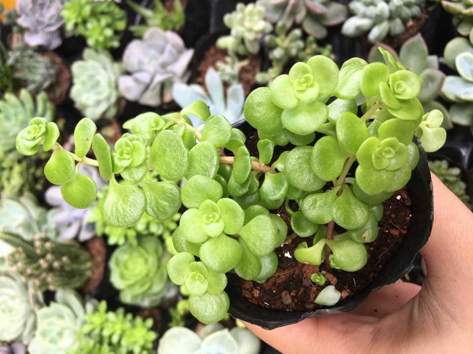 Sedum vảy cá