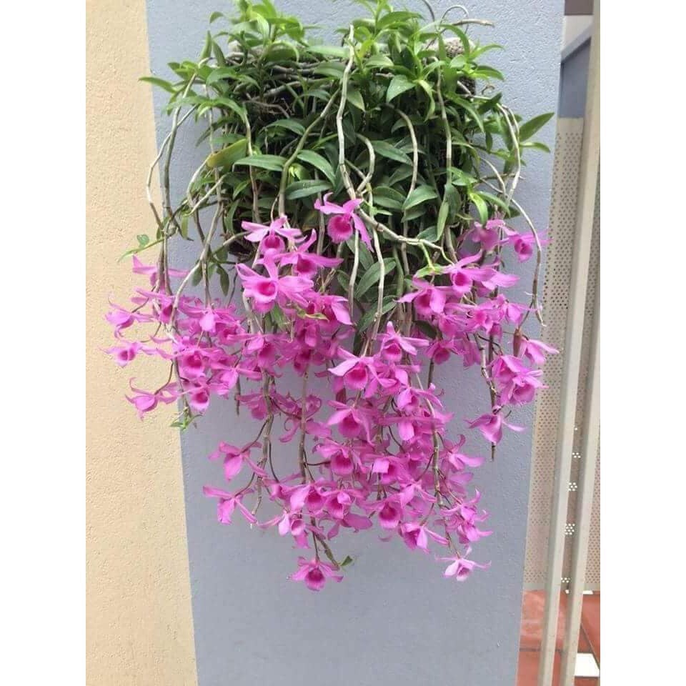 Bảng dã hạc hoa hoa hồng đỏ cực đẹp