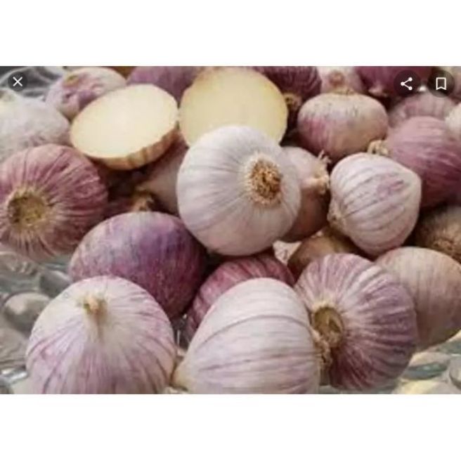 Sỉ toàn quốc 2kg tỏi cô đơn