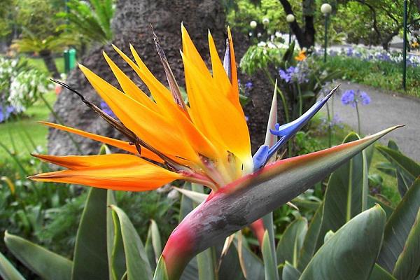 chậu cây thiên điểu giống to đẹp