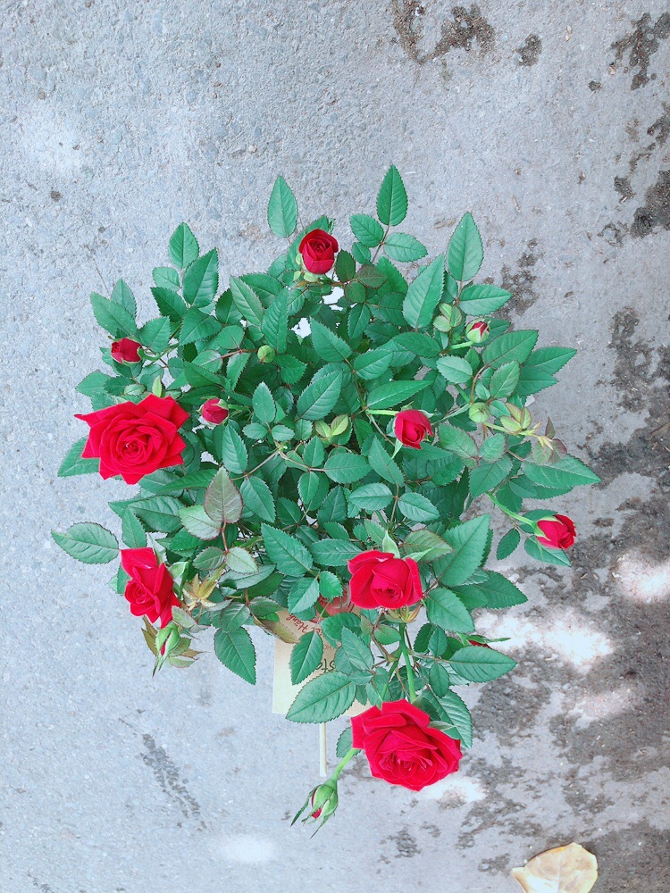 Chậu Hoa Hồng Có Sẵn Hoa