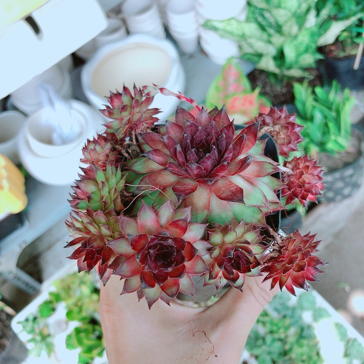 Sen đá phật bà đỏ