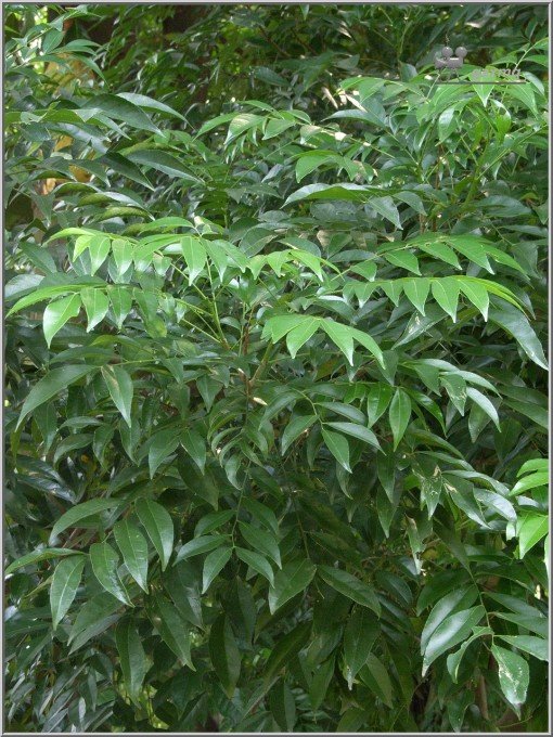 Cây Giống Mắc Mật [ MÓC MẬT ]. [ CÂY CAO 40 CM ] [GHN]