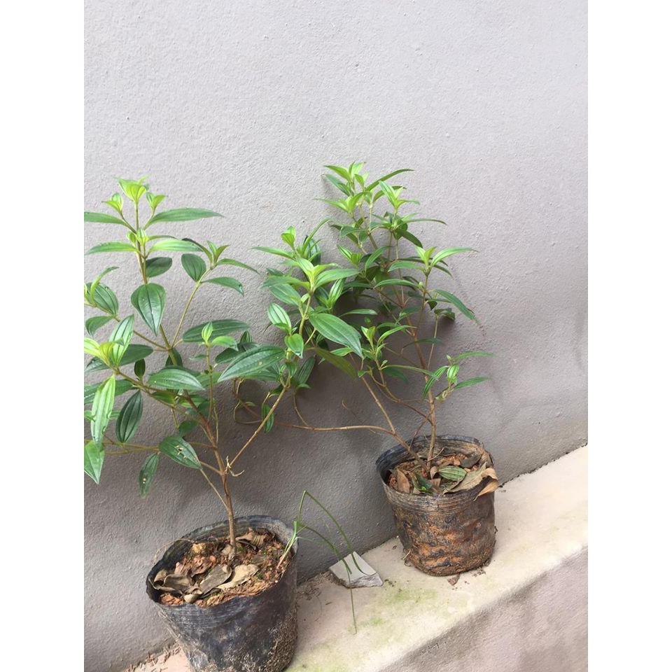 CÂY GIỐNG HOA SIM THÁI CẢNH SIÊU ĐẸP
