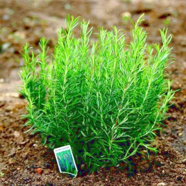 48B Hạt Giống Cỏ Xạ Hương 10 Hạt/ Gói