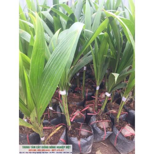 Cây Giống Dừa Lửa Lùn